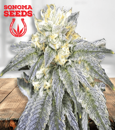 Zkittlez Marijuana Seeds 1