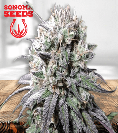 Zombie DF marijuana seeds 1