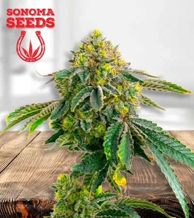 afghan min