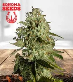 Agent Orange Strain