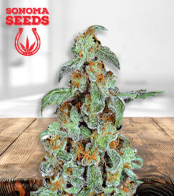 orangebud