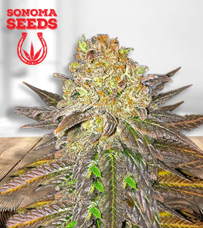 oregon peach fem