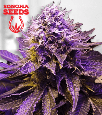 Regular Seeds: Lavender Haze