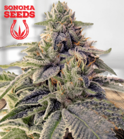 Shiskaberry Strain