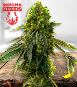 Shiskaberry Punch Strain
