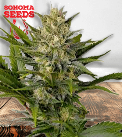 marijuana from seed