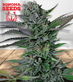 somango removebg preview 1