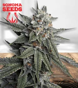 Strawberry Banana Cheese Strain