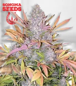 Strawberry Cough Strain