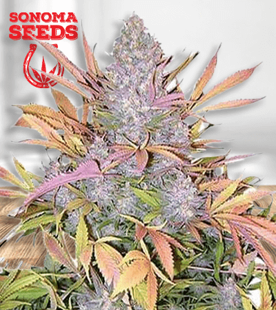 strawberry cough seeds fem large removebg preview 1