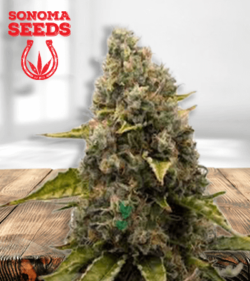 Strawberry Kush