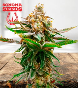 Strawberry Strain
