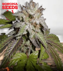 sunset sherbet removebg preview 1