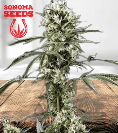 super lemon haze removebg preview 1