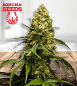 super skunk removebg preview 1