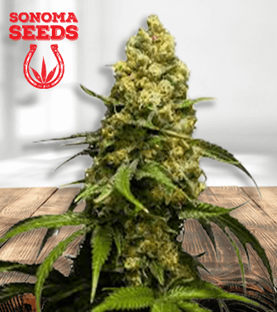 super skunk removebg preview 1