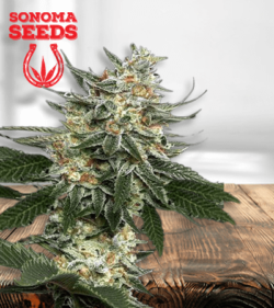 tangie removebg preview 1