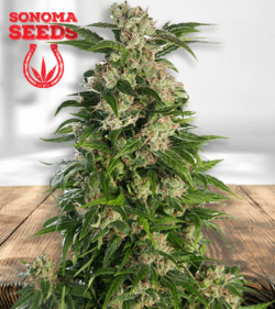 trainwreck feminized 1