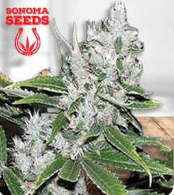 white amnesia 1