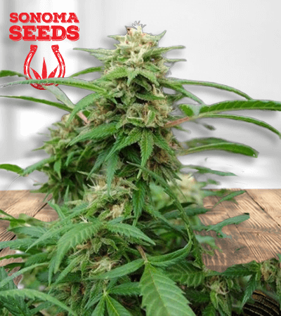 white rhino 1