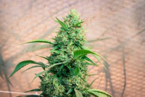 10-High-THCV-Strains