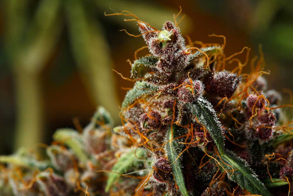 5-Good-Reasons-Why-You-Should-Grow-Female-Marijuana-Plants.jpg