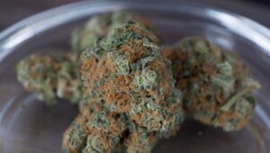 Big Bud Fast Version Cannabis Strain Facts