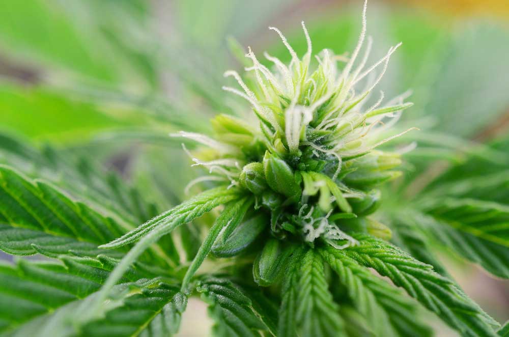 Can-a-Female-Marijuana-Plant-Turn-Male