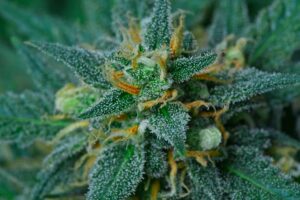 Cannabis-CBD-VS-Hemp-CBD-A-Comparison