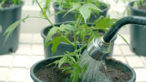 Common-Errors-in-Growing-New-Cannabis-Strains