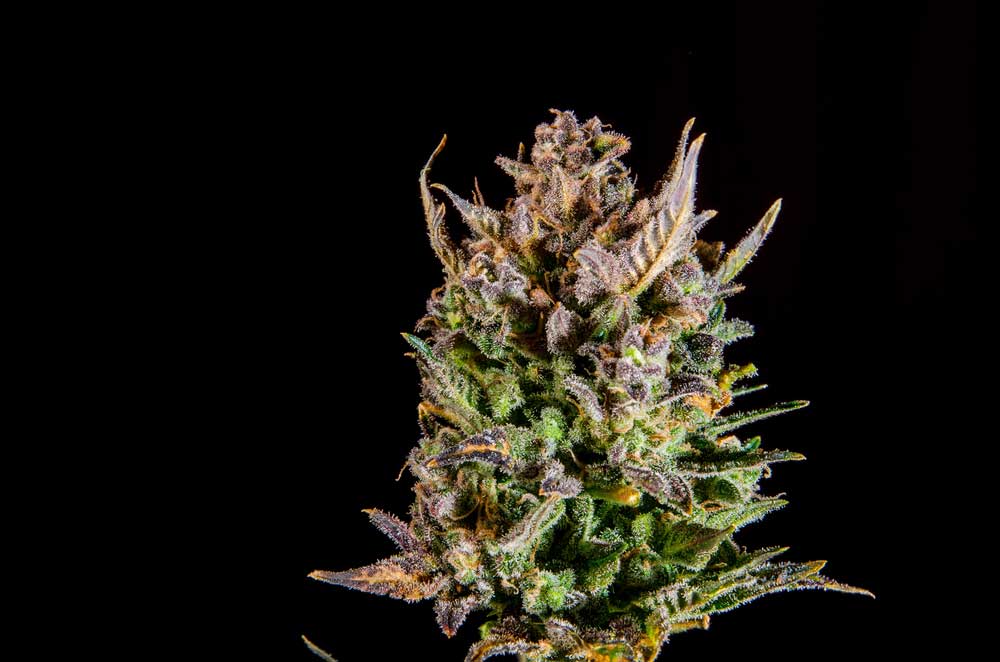 Do-Female-Marijuana-Plants-Produce-Female-Seeds