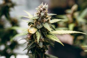 Growing-Quick-Tip-How-to-Tell-when-Autoflower-is-Flowering
