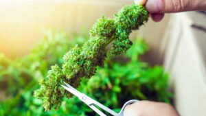 How-To-Trim-Cannabis-the-Right-Way
