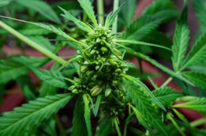 How-to-Breed-Autoflower-Seeds-of-Weed