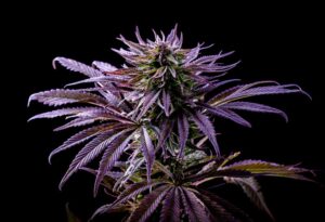 How-to-Breed-a-Strain-of-Marijuana-for-High-CBD