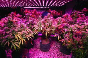 How-to-Flower-Cannabis-Fast