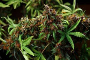 How-to-Grow-Autoflower-Marijuana-Indoors-or-Outdoors