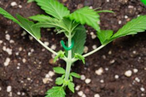 How-to-LST-Autoflower-Cannabis-Plants