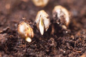 How-to-Make-Autoflower-Seeds-of-Cannabis
