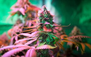 How-to-Make-a-New-Marijuana-Strain