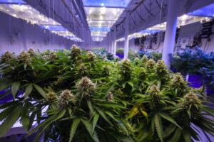 How-to-Tell-if-your-Plant-is-Autoflower