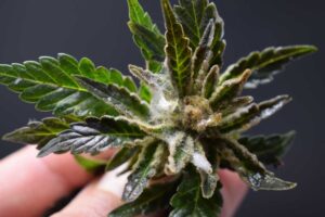 Mold-on-Cannabis-Identification-and-Cure