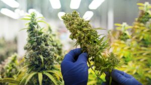 Tips-on-How-to-Get-Bigger-Yields-from-Fast-Version-Cannabis-Strains