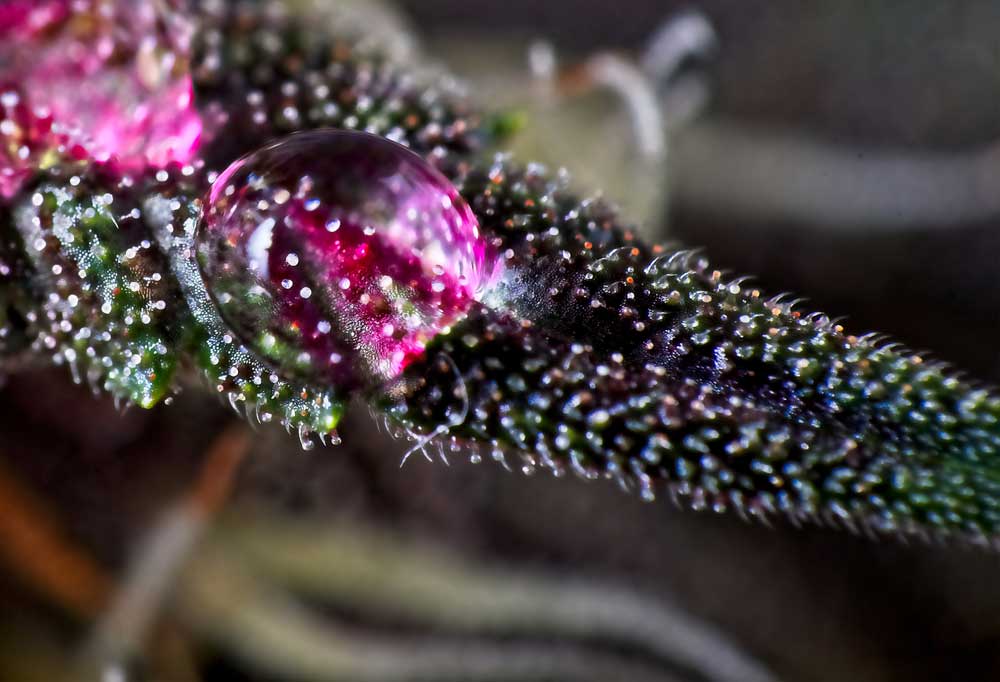 Watering-Weed-101-The-Right-Way-of-Doing-it
