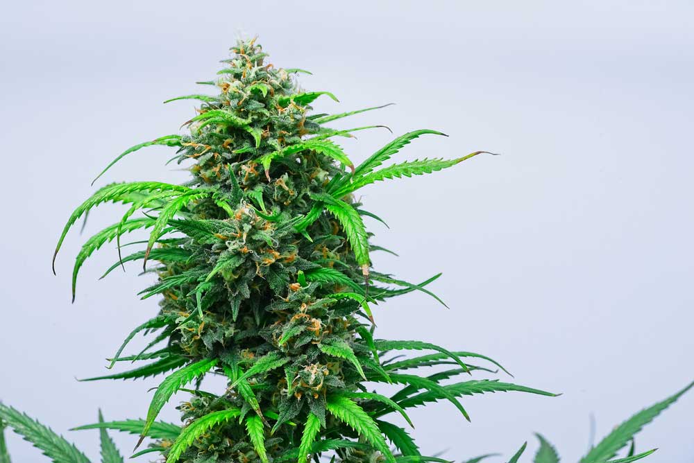What-are-Fast-Version-Cannabis-Plants
