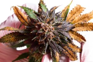 When-to-Harvest-Autoflower-Cannabis-Plants
