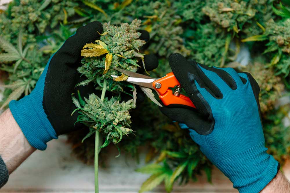 When-to-Harvest-Marijuana