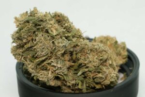 White Russian Strain