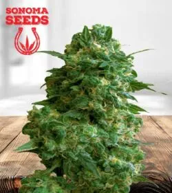 Afghan Chocolope Strain
