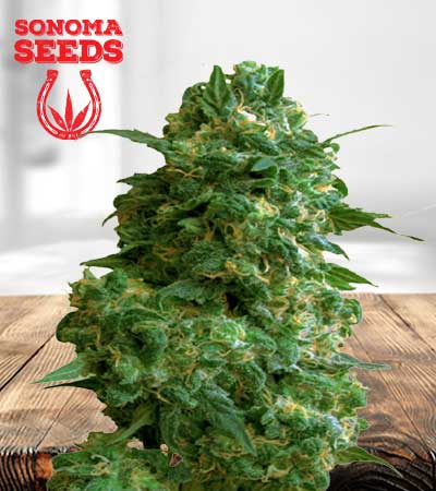 Afghan-Chocolope-Fast-Version-Marijuana-Seeds